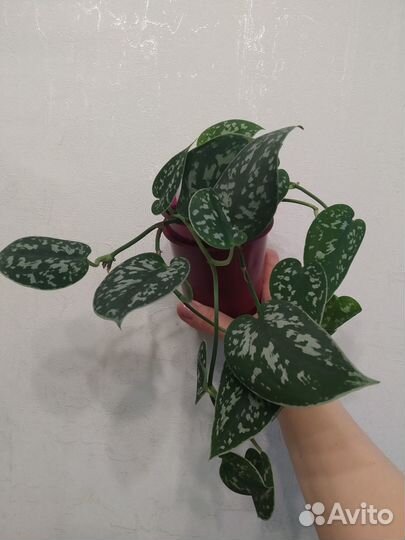 Филодендрон и др