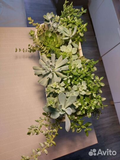 Композиция из суккулентов