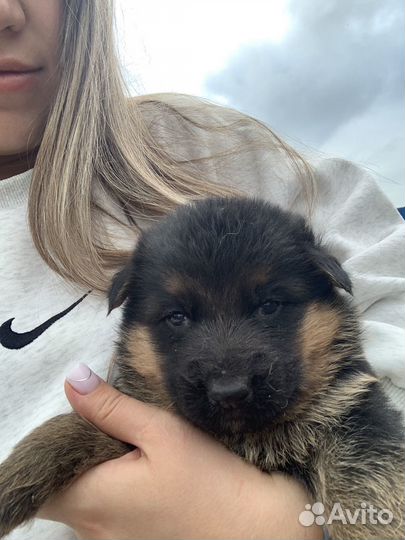 Щенки немецкой овчарки