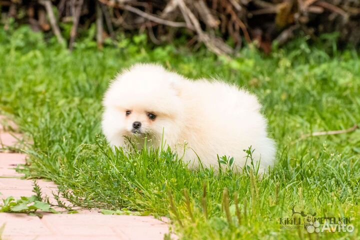 Кремовый померанчик