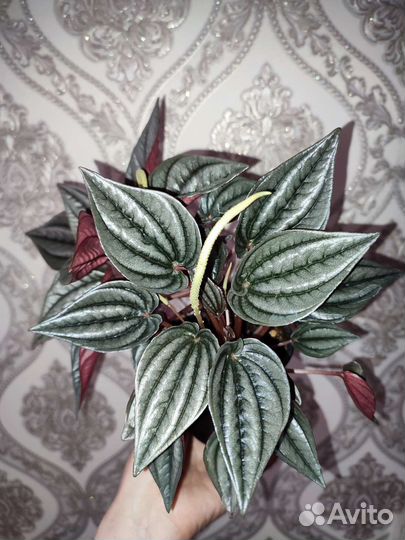 Пеперомия серебристая, аглаонема