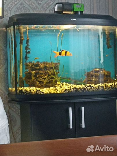 Аквариум