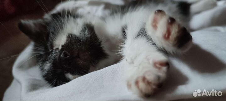 Котик в добрые руки