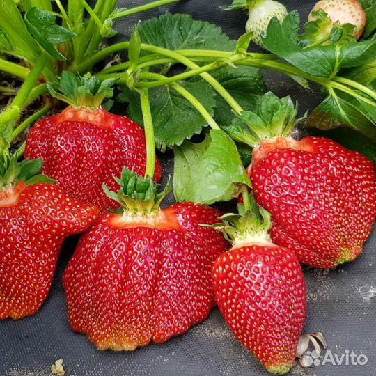 Рассада клубники ксд и нсд сорта в кассетах по 54