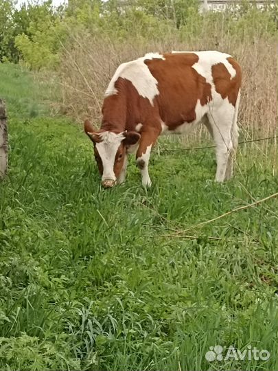 Тëлочка 10 месяцев