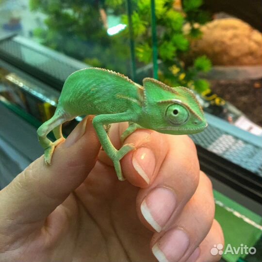 Герпетолог, Специалист по рептилиям и земноводным