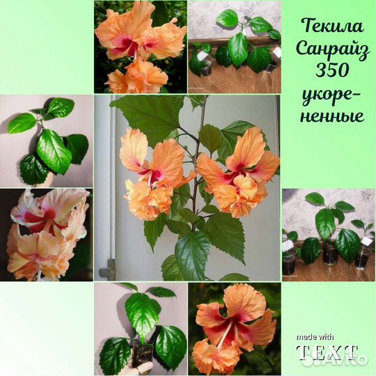 Гибискусы разных сортов