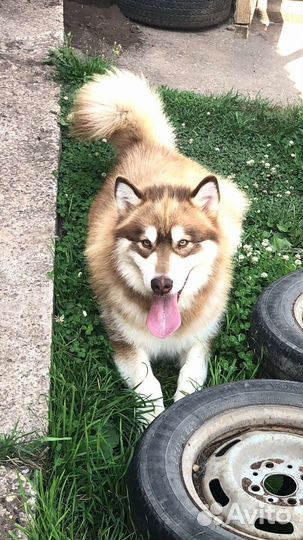 Аляскинский маламут вязка