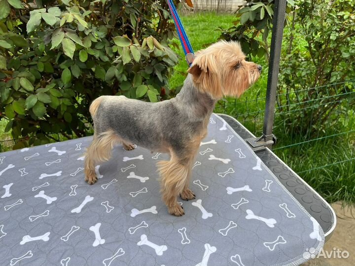 Йоркширский терьер девочка