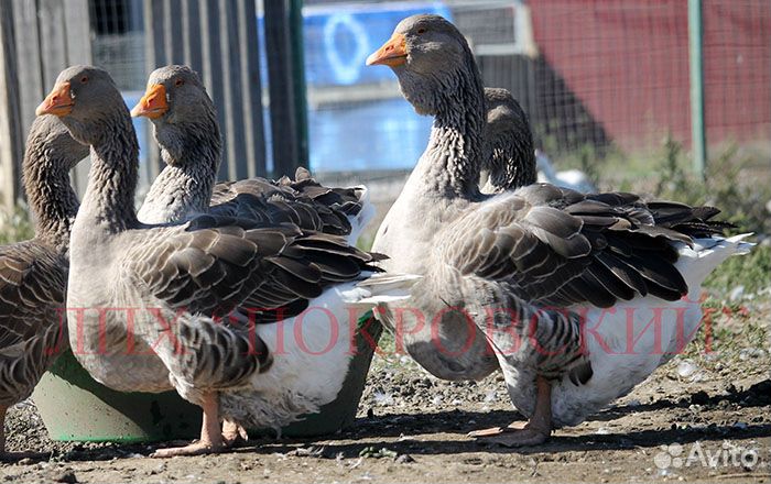 Тулузские гуси: инкуб. яйцо, гусята