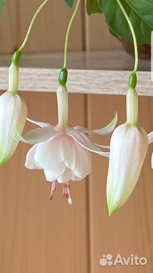 Комнатные цветы фуксия