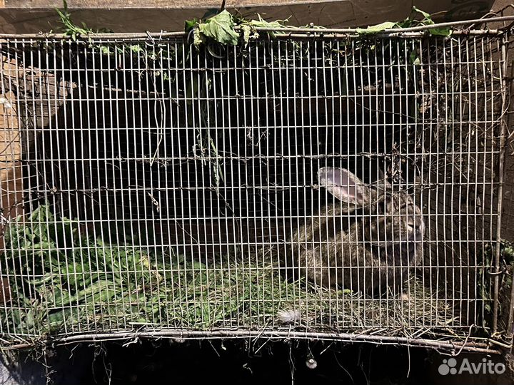 Кролик с клеткой