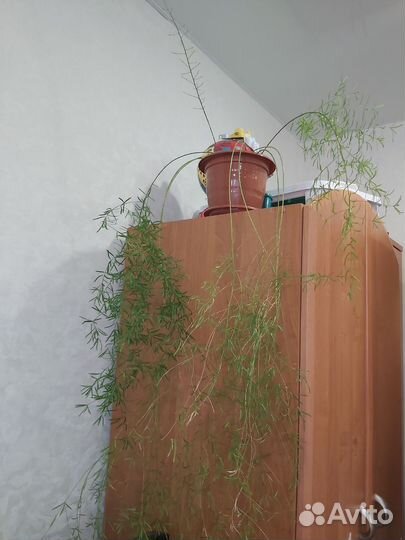 Домашние растения цветы