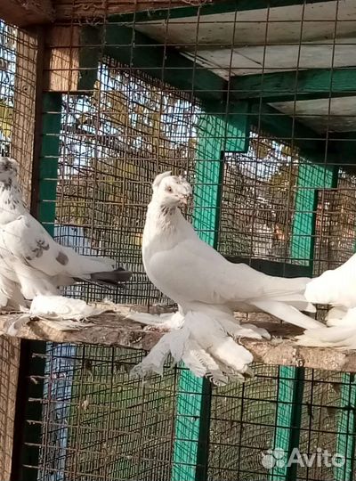 Голуби узбеки