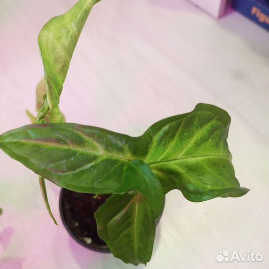 Диффенбахия, Хойя, джинура, сингониум, сциндапсус