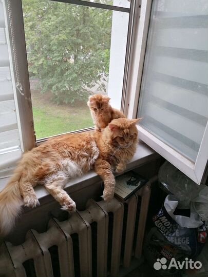 Котята мейн-кун