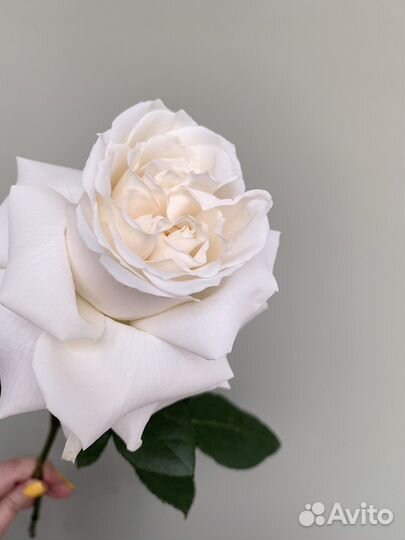 Букет Моно Букет из Роз, Розы с доставкой тюмень