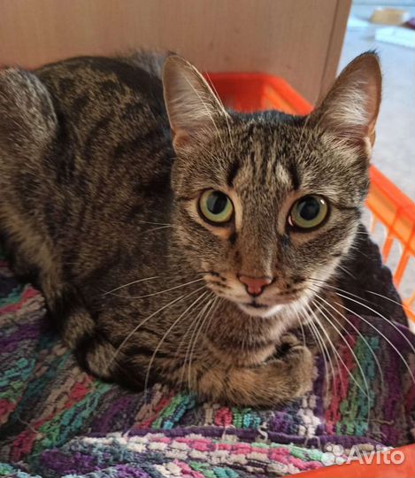 Кот Мурзик ищет дом