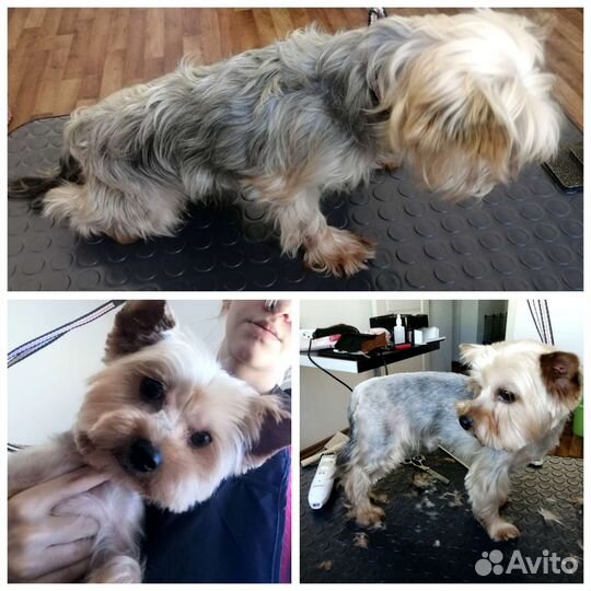 Стрижка собак и кошек. Груминг