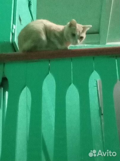 Отдам в добрые руки