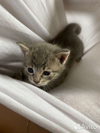 Котенок, 1,5 мес, мальчик