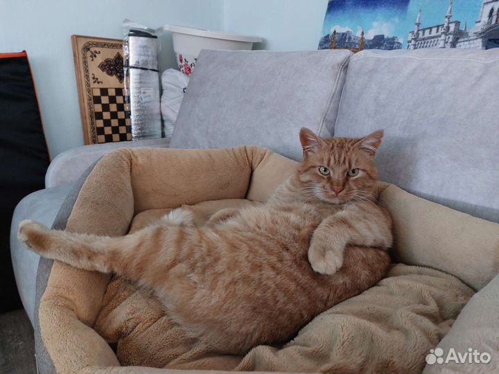 Кот в дар бесплатно