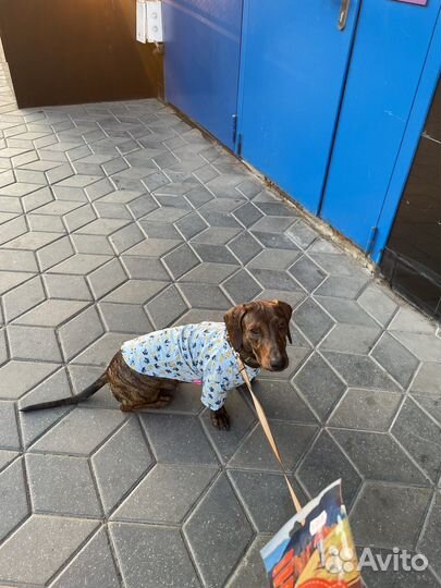 Вязка такса стандартная, кобель