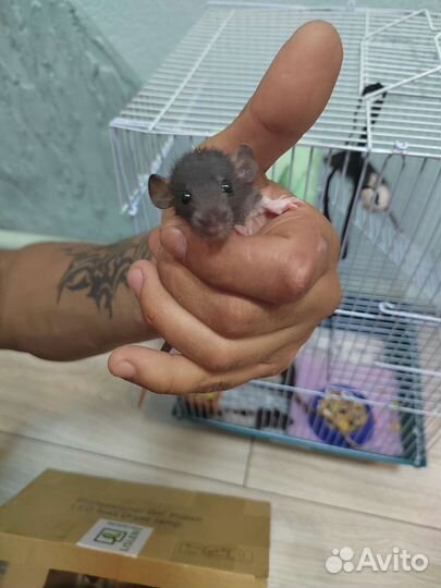 Крыса дамбо