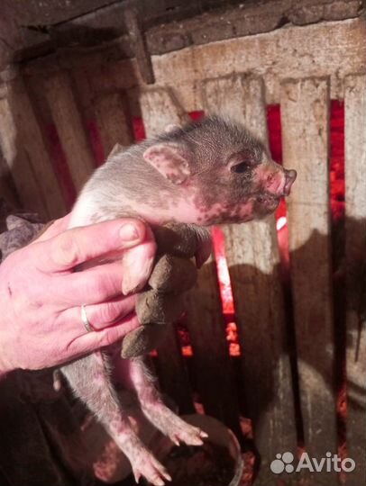 Вьетнамские вислобрюхие поросята