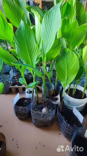 Рассада клубники, овощей, цветов