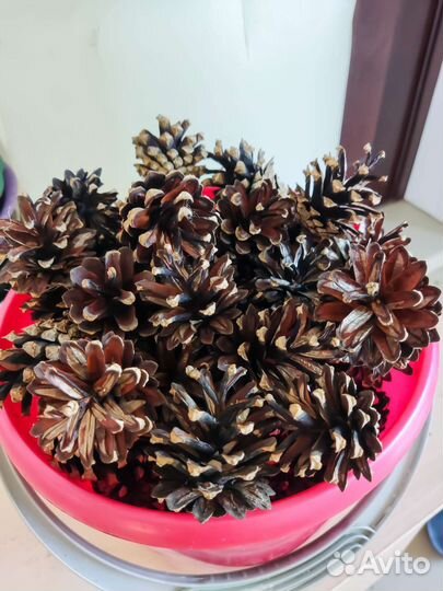 Шишки сосновые