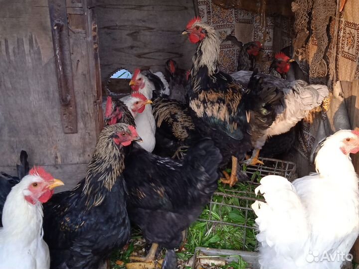 Молодые петушки и курочки типа Брама