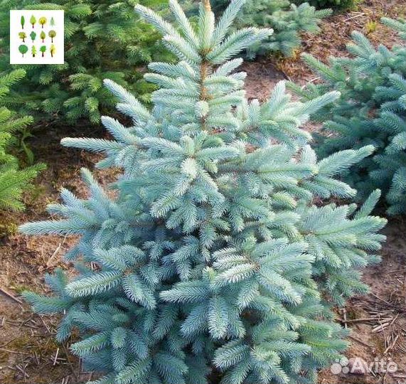 Крупномер голубой ели оптс гарантией