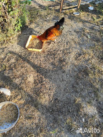 Молодые петухи