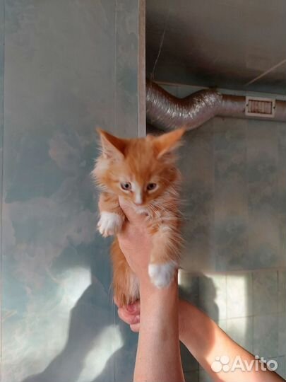 Котята мейн-кун