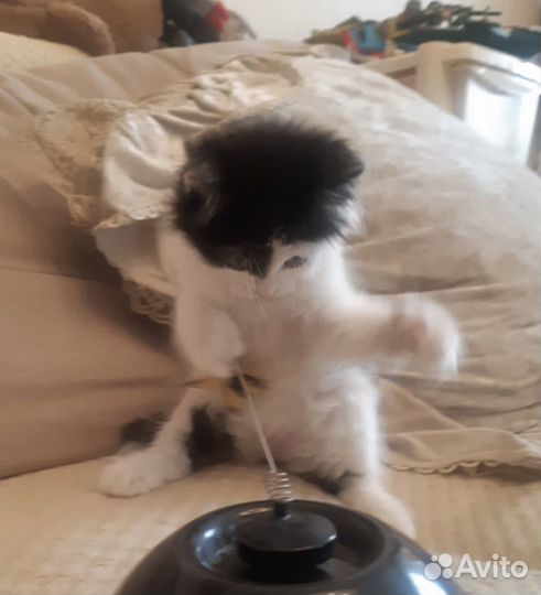 Трогательная крошка котенок Вета 1,5 месяца в дар