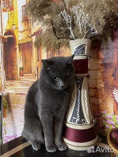 Вязка бесплатно