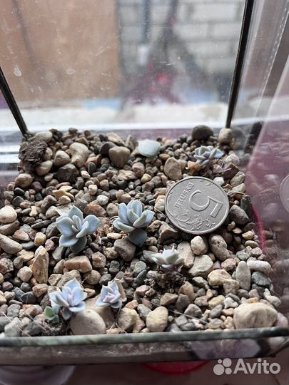 Суккуленты эхеверия