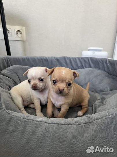 Мини чихуахуа девочка