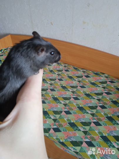 Монгольская песчанка