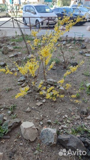 Рассада помидор