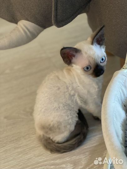 Котята девон-рекс