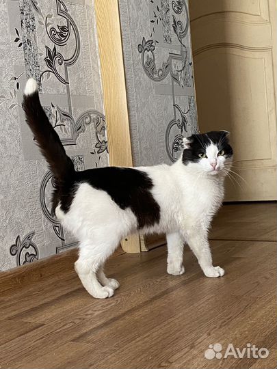 Отдадим кота в добрые руки