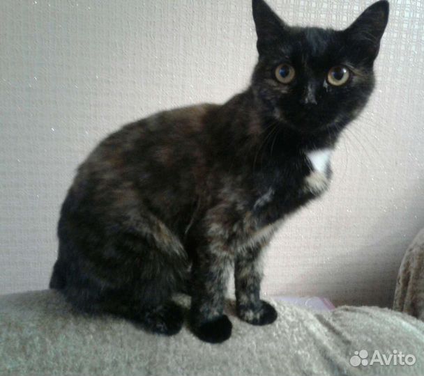 В добрые руки