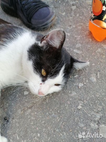 Кот в добрые руки