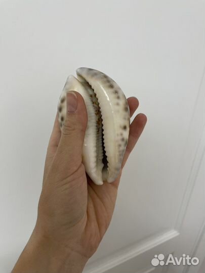 Морские ракушки Ципрея Тигрис, Мурекс Ветвистый