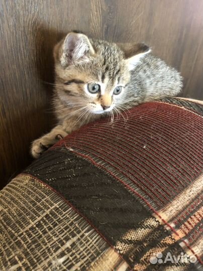 Кошка 1 месяц
