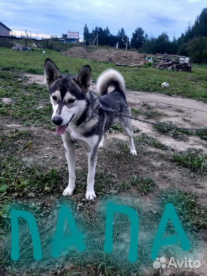 Щенки в добрые руки