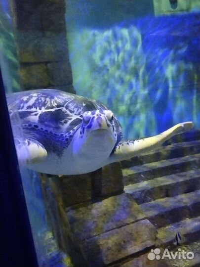 Купон/билет в казанский океанариум