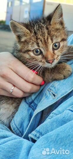 Котята 2-3 мес